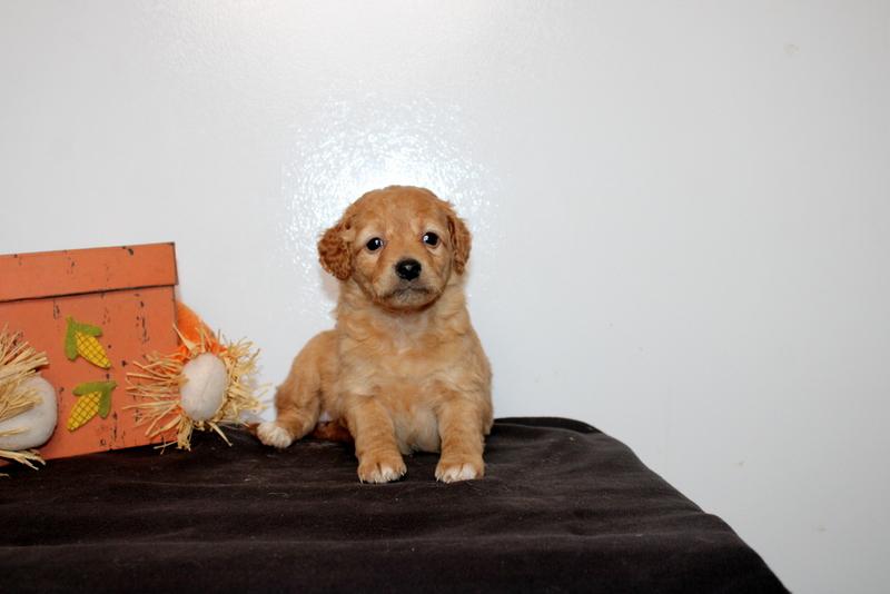 puppy, for, sale, Mini Goldendoodle F2B, Matthew B. Stoltzfus, dog, breeder, Gap, PA, dog-breeder, puppy-for-sale, forsale, nearby, find, puppyfind, locator, puppylocator, aca